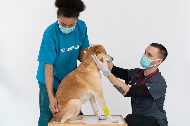 a%20vet%20and%20a%20volunteer%20checking%20a%20dogs%20ears a%20vet%20and%20a%20volunteer%20checking%20a%20dogs%20ears